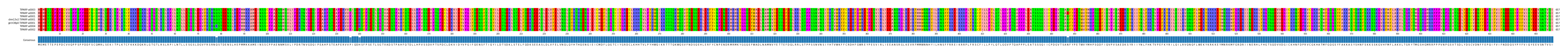Multiple Alignments (by translate haplotype similarity)