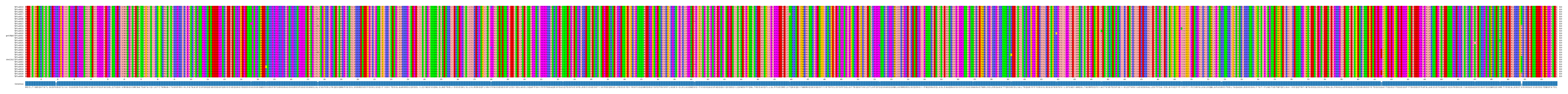 Multiple Alignments (by translate haplotype similarity)
