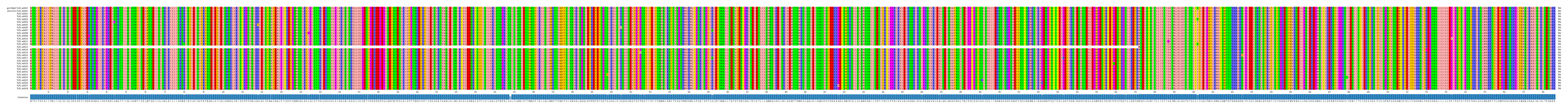 Multiple Alignments (by translate haplotype frequency)