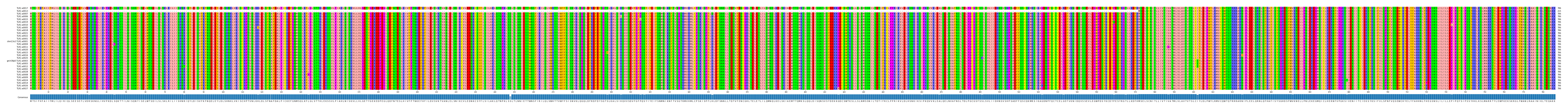 Multiple Alignments (by translate haplotype similarity)