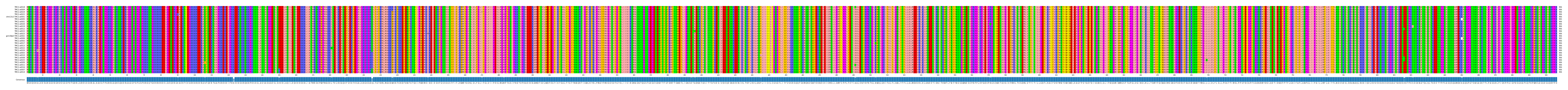 Multiple Alignments (by translate haplotype similarity)