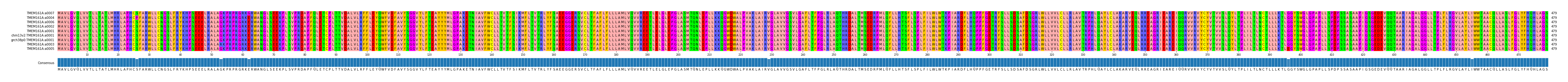 Multiple Alignments (by translate haplotype similarity)