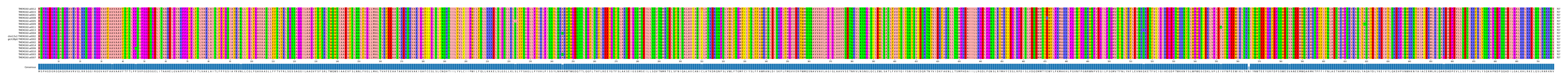 Multiple Alignments (by translate haplotype similarity)