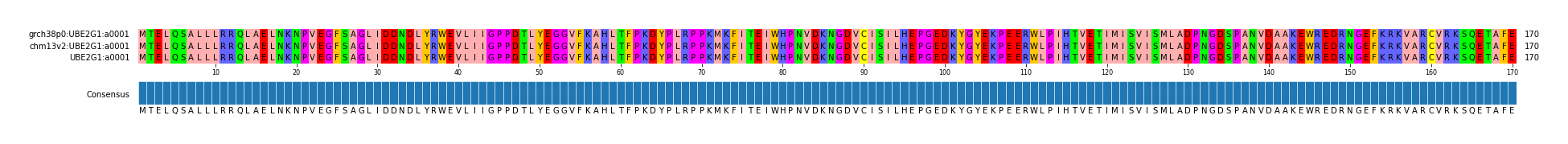 Multiple Alignments (by translate haplotype similarity)