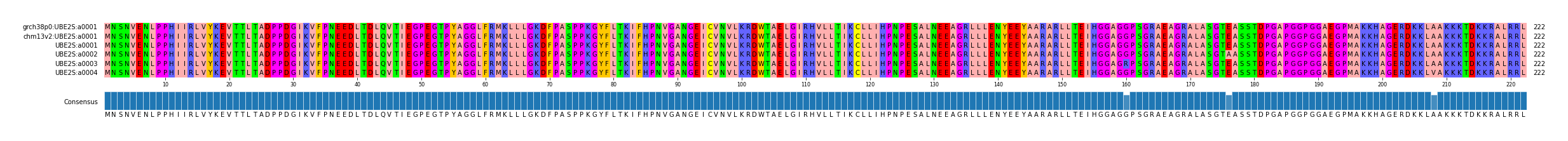 Multiple Alignments (by translate haplotype frequency)