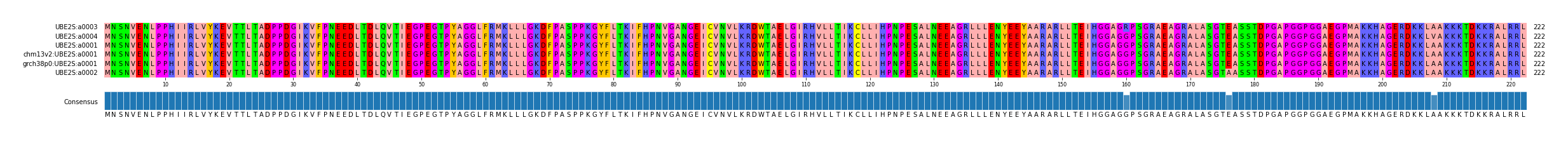 Multiple Alignments (by translate haplotype similarity)