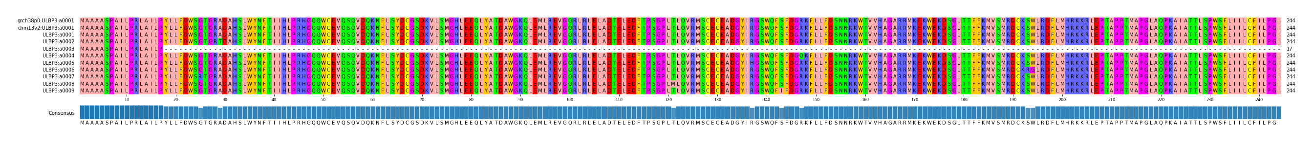 Multiple Alignments (by translate haplotype frequency)