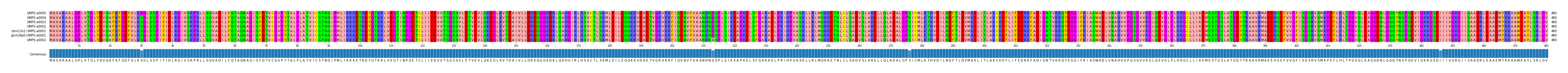Multiple Alignments (by translate haplotype similarity)