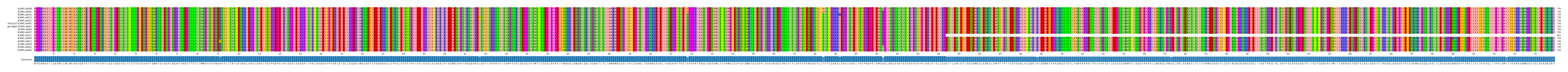 Multiple Alignments (by translate haplotype similarity)