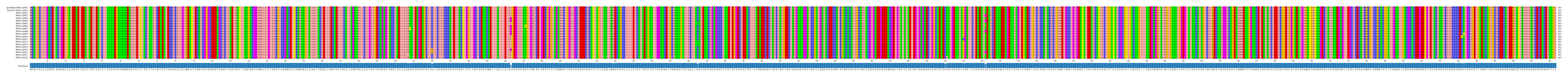 Multiple Alignments (by translate haplotype frequency)