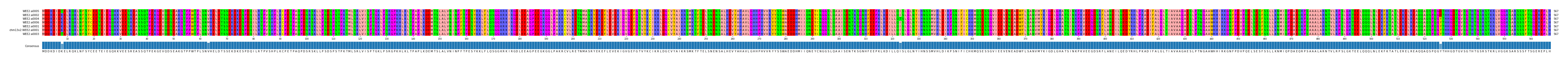 Multiple Alignments (by translate haplotype similarity)