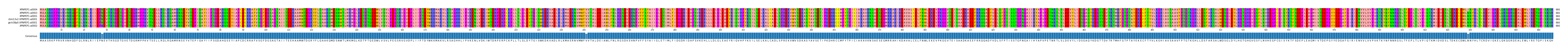 Multiple Alignments (by translate haplotype similarity)