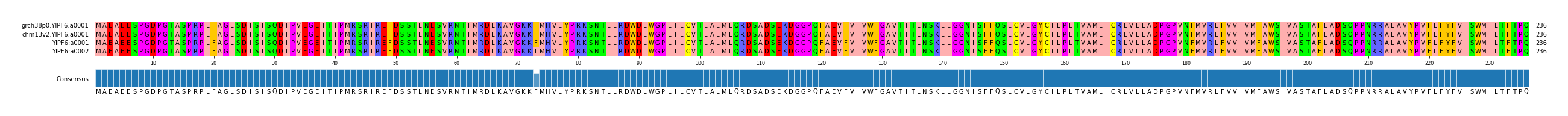 Multiple Alignments (by translate haplotype similarity)