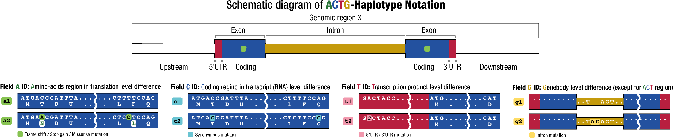 Schematic diagram of ACTG-Haplotype Notation