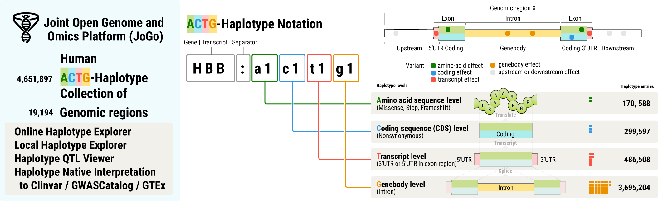 Schematic diagram of ACTG-Haplotype Notation