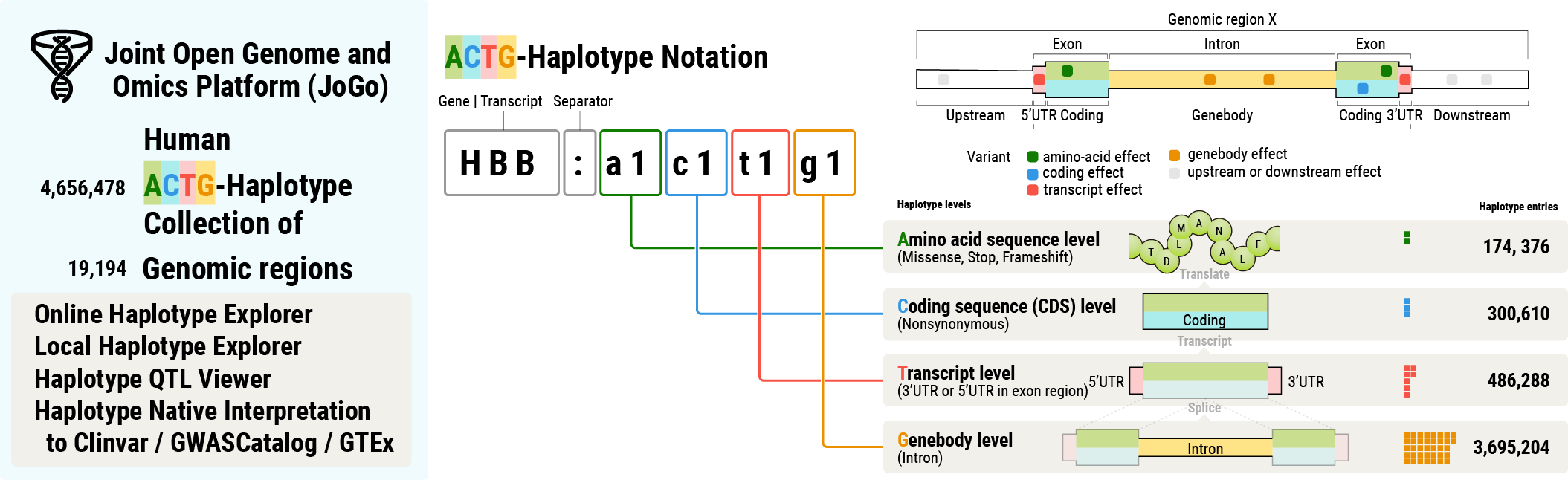 Schematic diagram of ACTG-Haplotype Notation