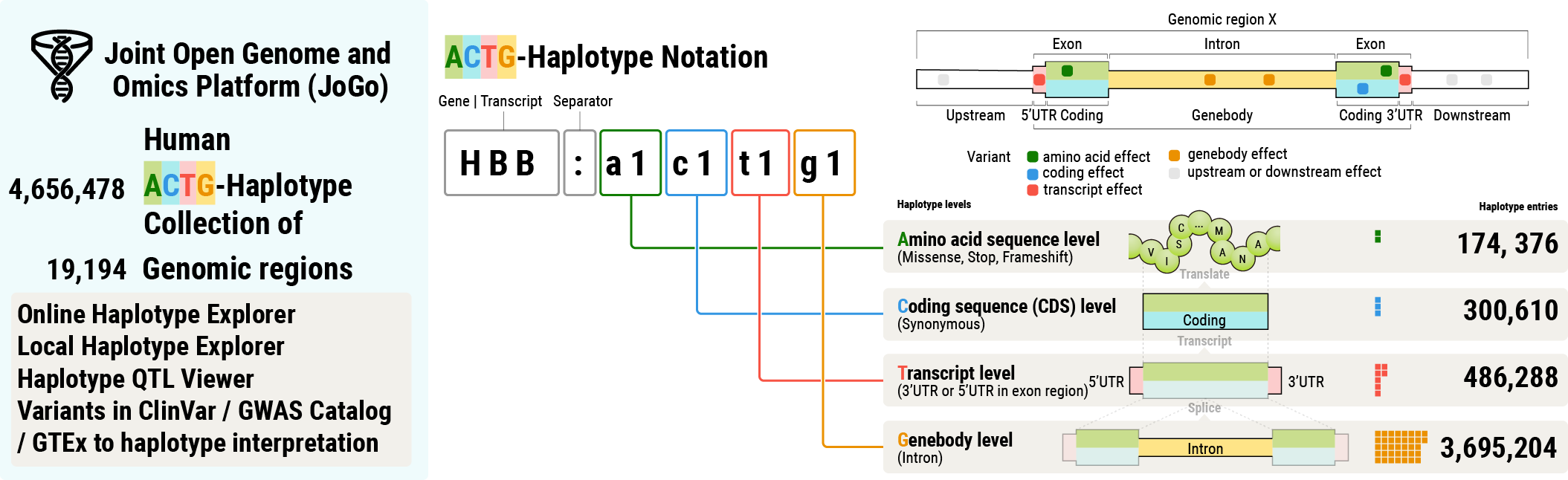 Schematic diagram of ACTG-Haplotype Notation